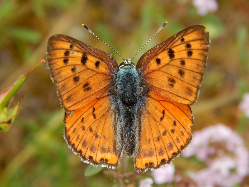 Lycaena alciphron M e F